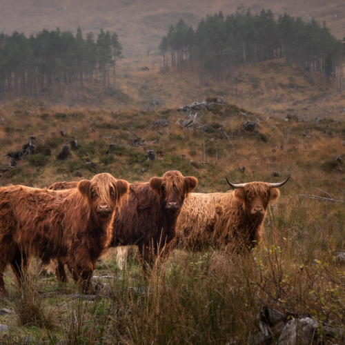  DSC2377 Highland Youngsters Coulin Estate 